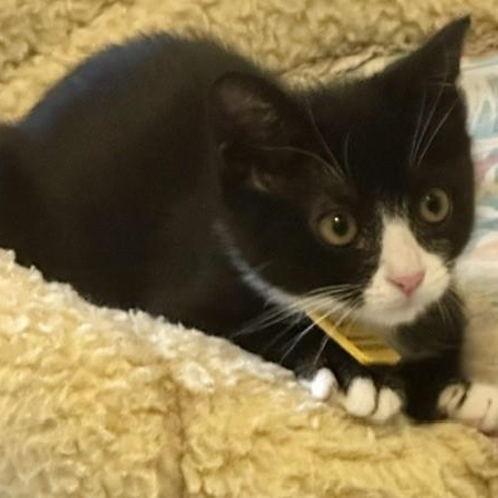 Harlequin - So Much Fun, a ADOPTABLE Tuxedo in Hoquiam, WA image 4/5