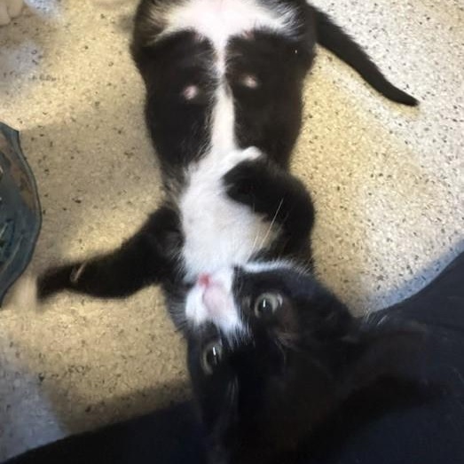 Harlequin - So Much Fun, ADOPTABLE, Kitten Male Tuxedo.