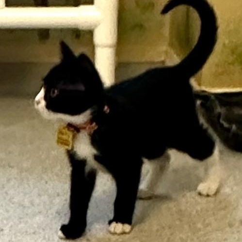 Harlequin - So Much Fun, a ADOPTABLE Tuxedo in Hoquiam, WA image 5/5