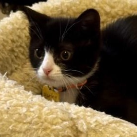 Harlequin - So Much Fun, a ADOPTABLE Tuxedo in Hoquiam, WA image 3/5