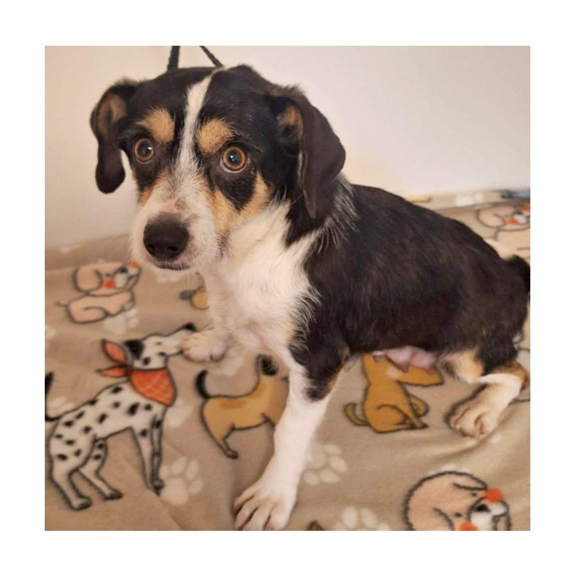 Enlarge Lucky, an adopted mixed breed in Melbourne, AR image 2/3