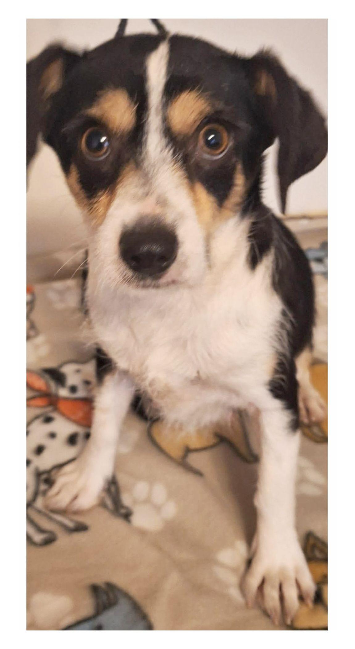 Enlarge Lucky, an adopted mixed breed in Melbourne, AR image 3/3