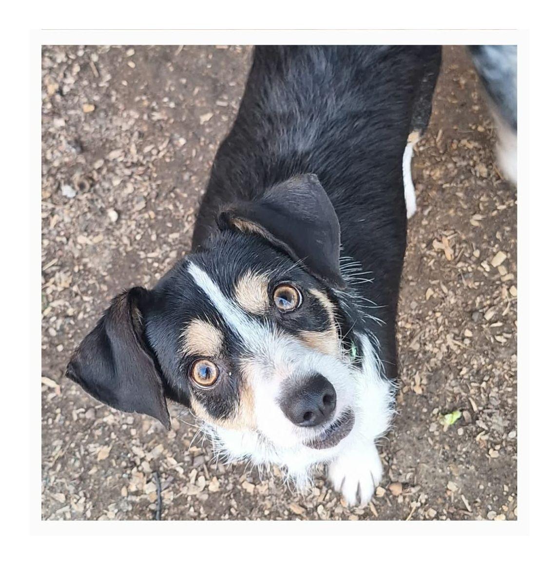 Enlarge Lucky, an adopted mixed breed in Melbourne, AR image 1/3
