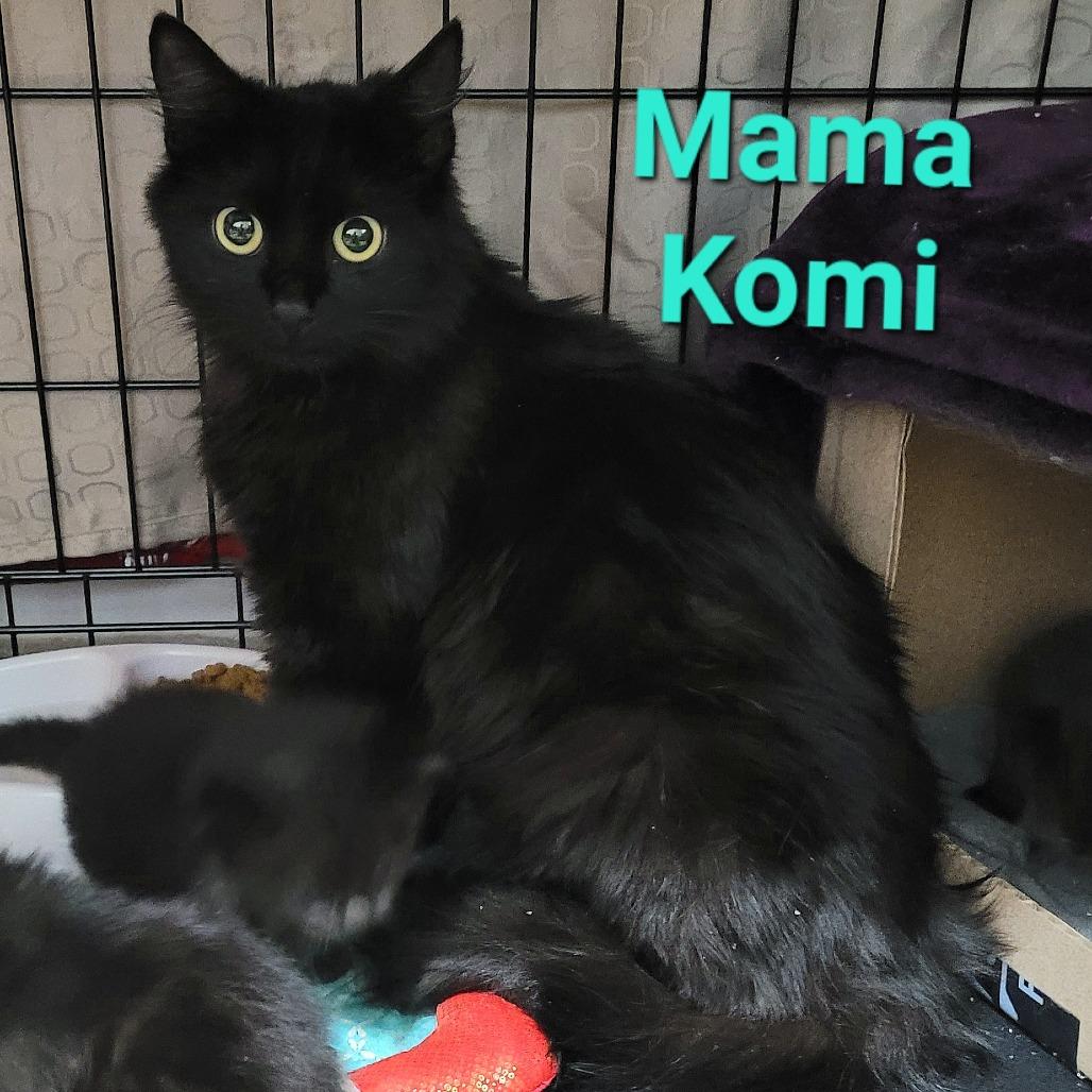 Komi, Adoptable, Adult Female Domestic Short Hair.