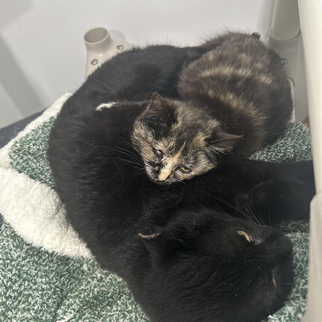 Annabelle, Adoptable, Adult Female Domestic Short Hair.