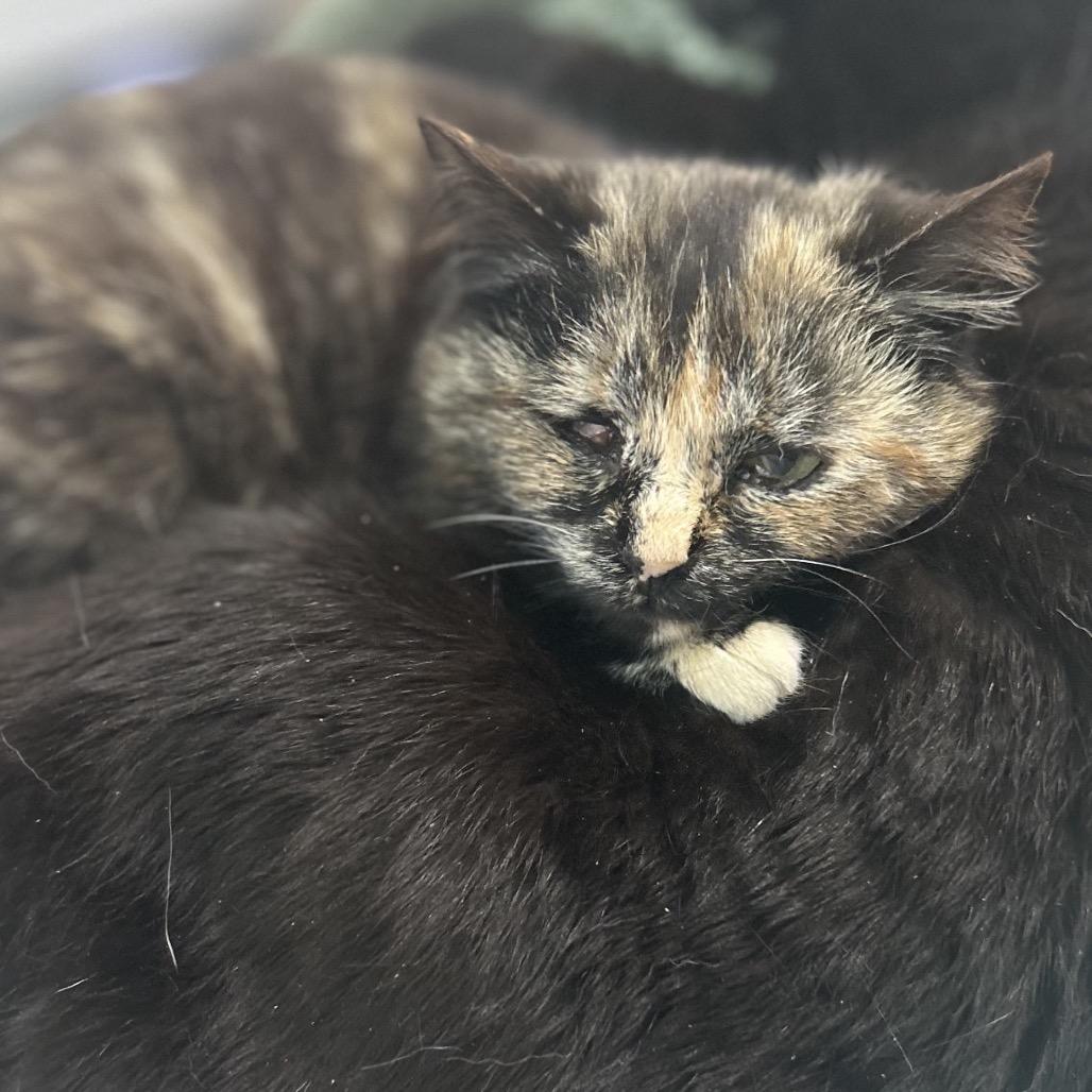 Enlarge Annabelle, a Adoptable Domestic Short Hair in Manheim, PA image 2/6