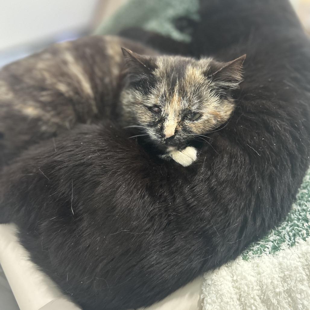 Enlarge Annabelle, a Adoptable Domestic Short Hair in Manheim, PA image 5/6