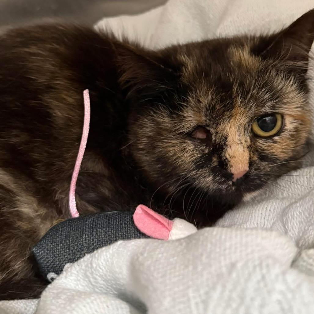 Enlarge Annabelle, a Adoptable Domestic Short Hair in Manheim, PA image 6/6