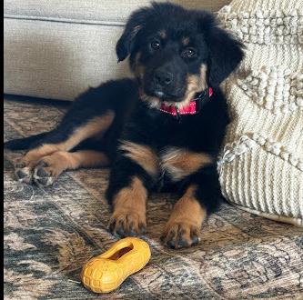 Cleo, Adoptable, Puppy Female Newfoundland Dog.