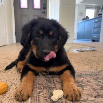 Enlarge Cleo, a Adoptable mixed breed in Oswego, IL image 3/3