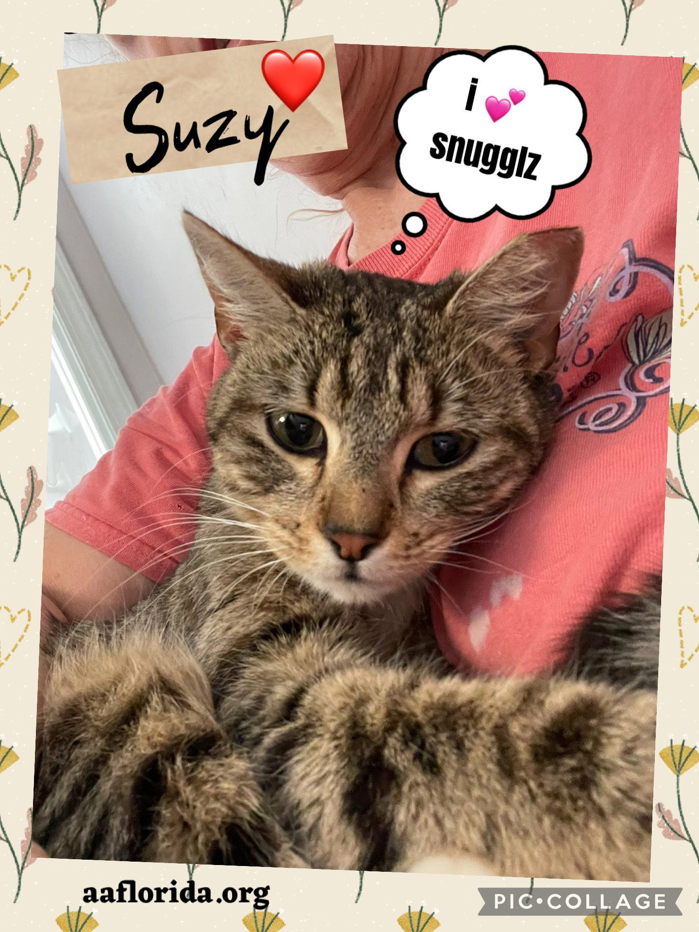 Suzy, Adopted, Young Female Domestic Medium Hair & Tabby.