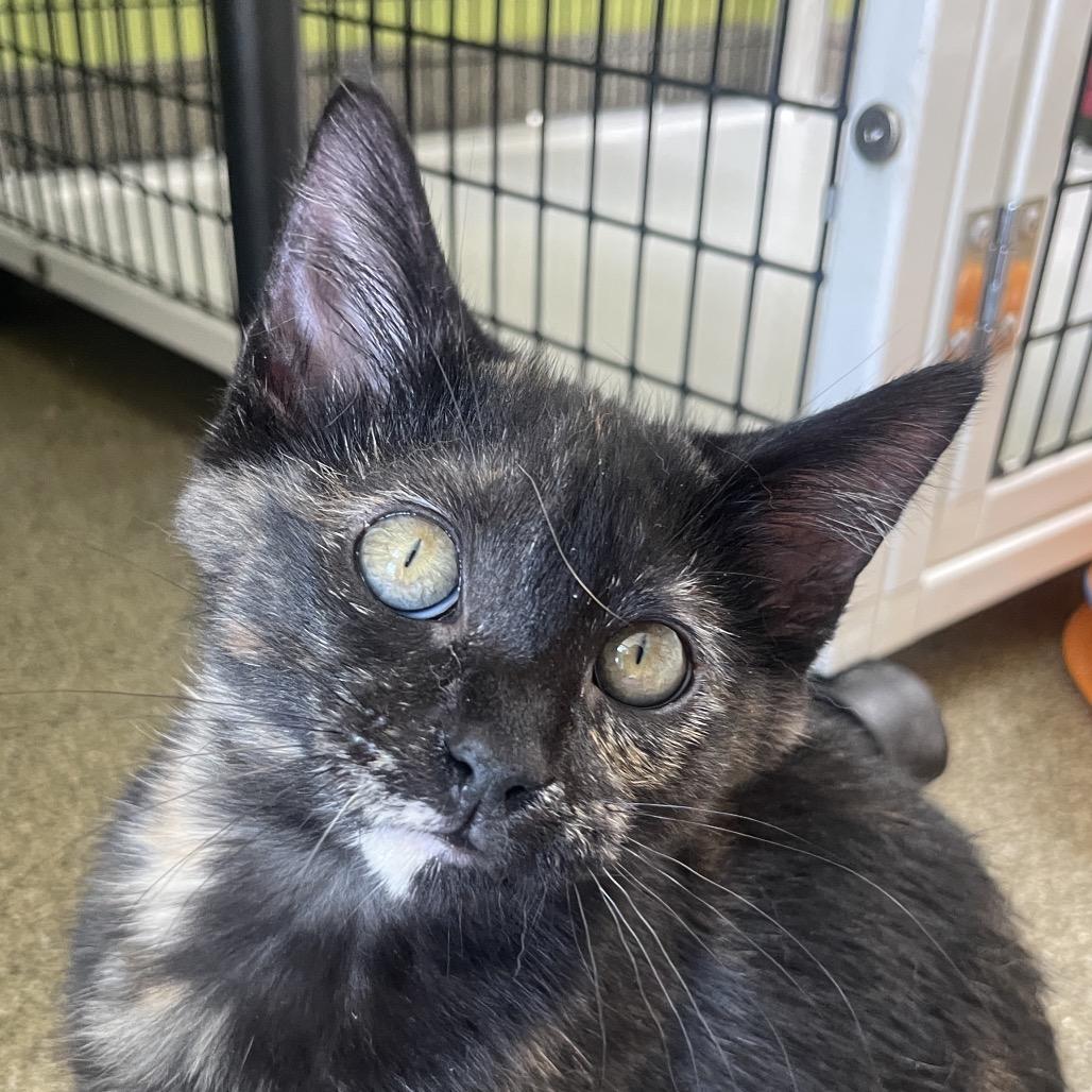 Bock, Adoptable, Kitten Female Domestic Short Hair.