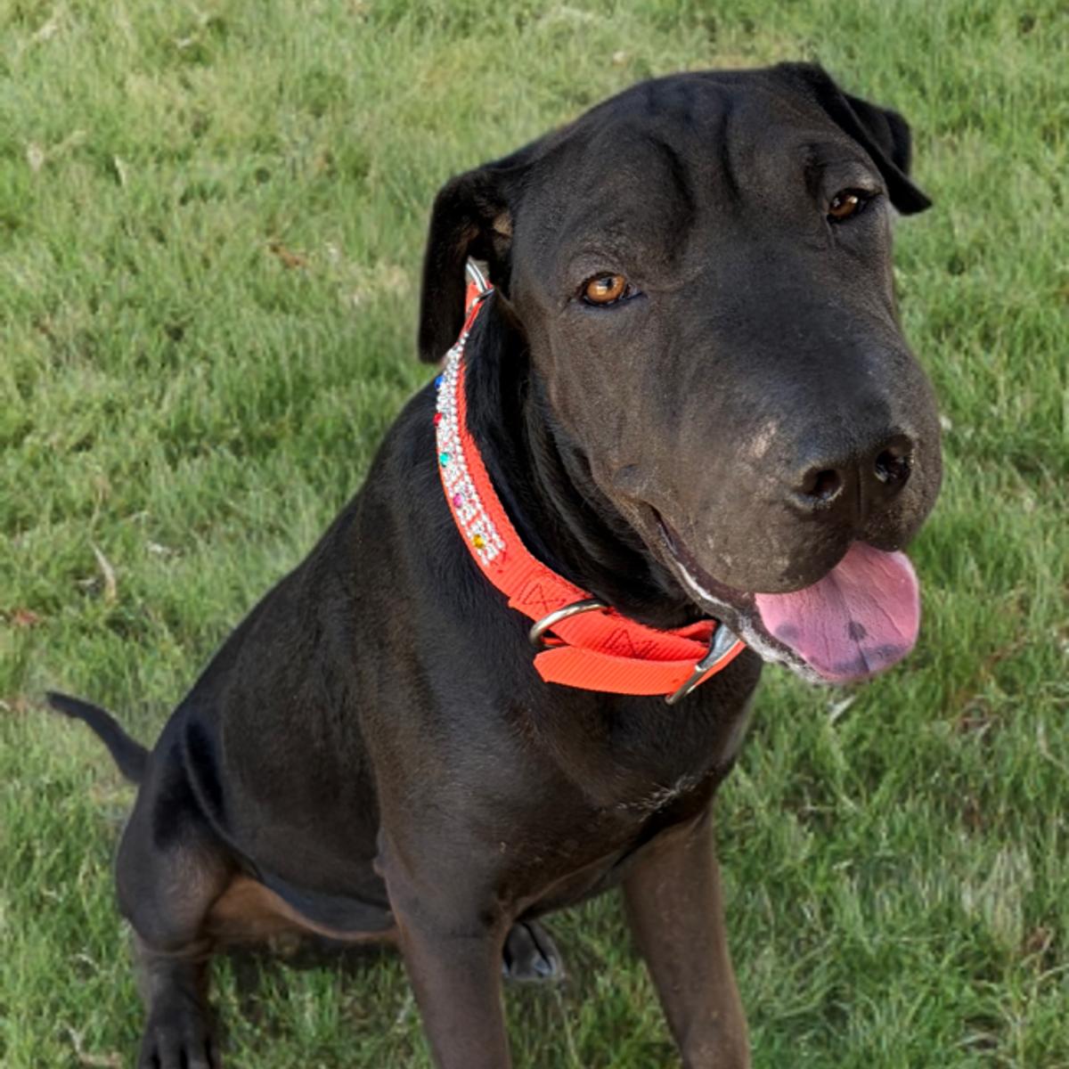 Enlarge Keanu, a Adoptable Shar-Pei in Kingman, AZ image 1/3