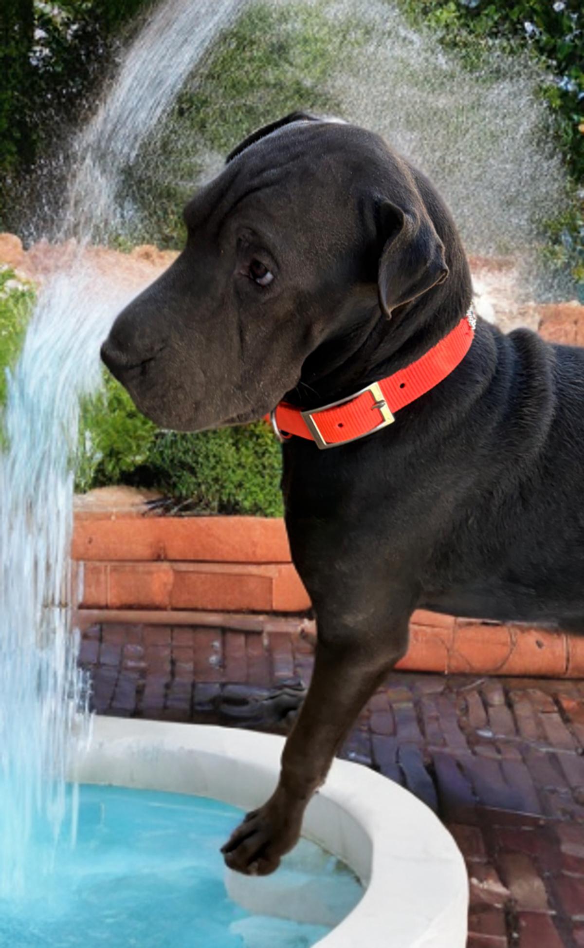 Keanu, Adoptable, Adult Male Shar-Pei.