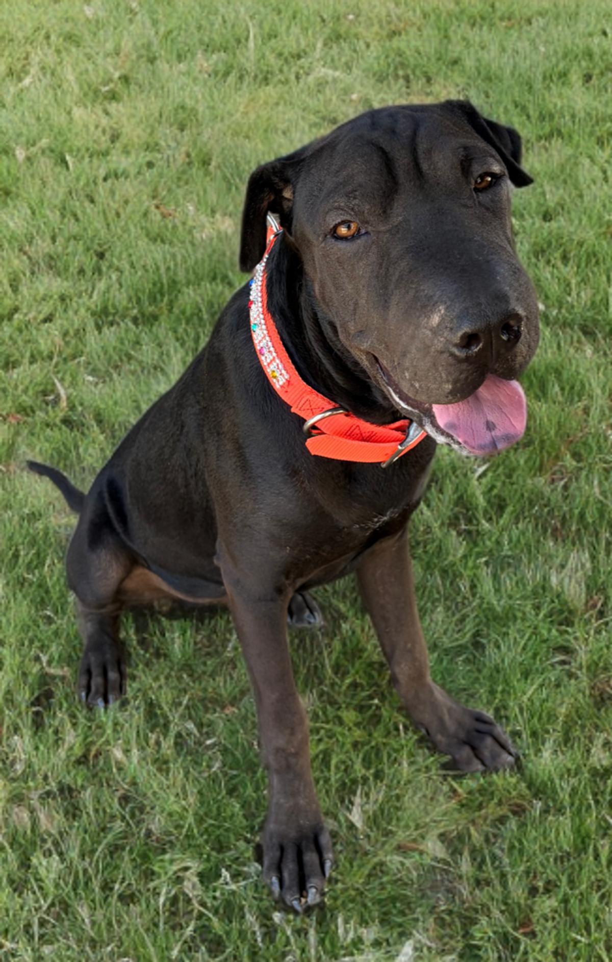 Enlarge Keanu, a Adoptable Shar-Pei in Kingman, AZ image 2/3
