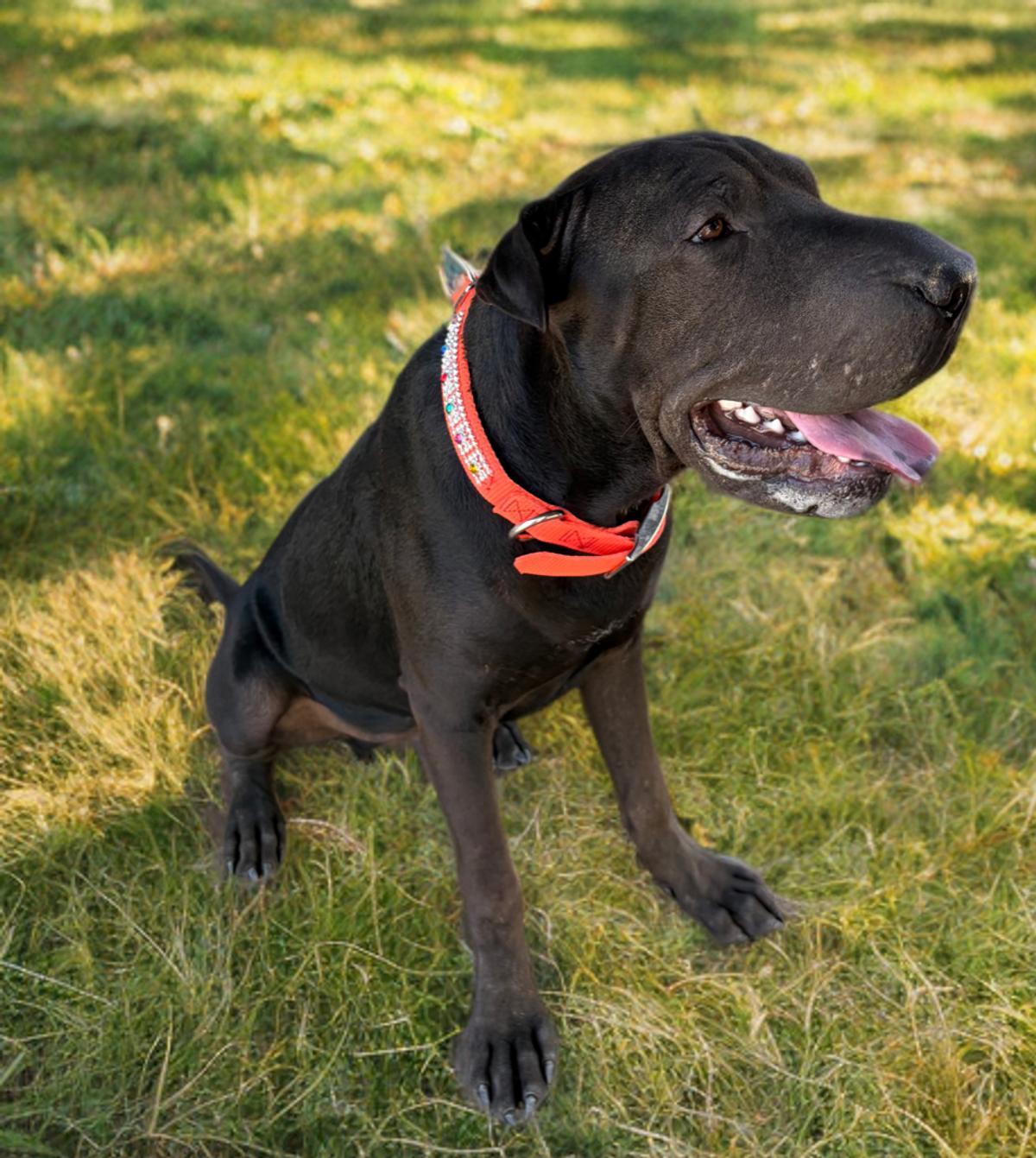 Enlarge Keanu, a Adoptable Shar-Pei in Kingman, AZ image 3/3