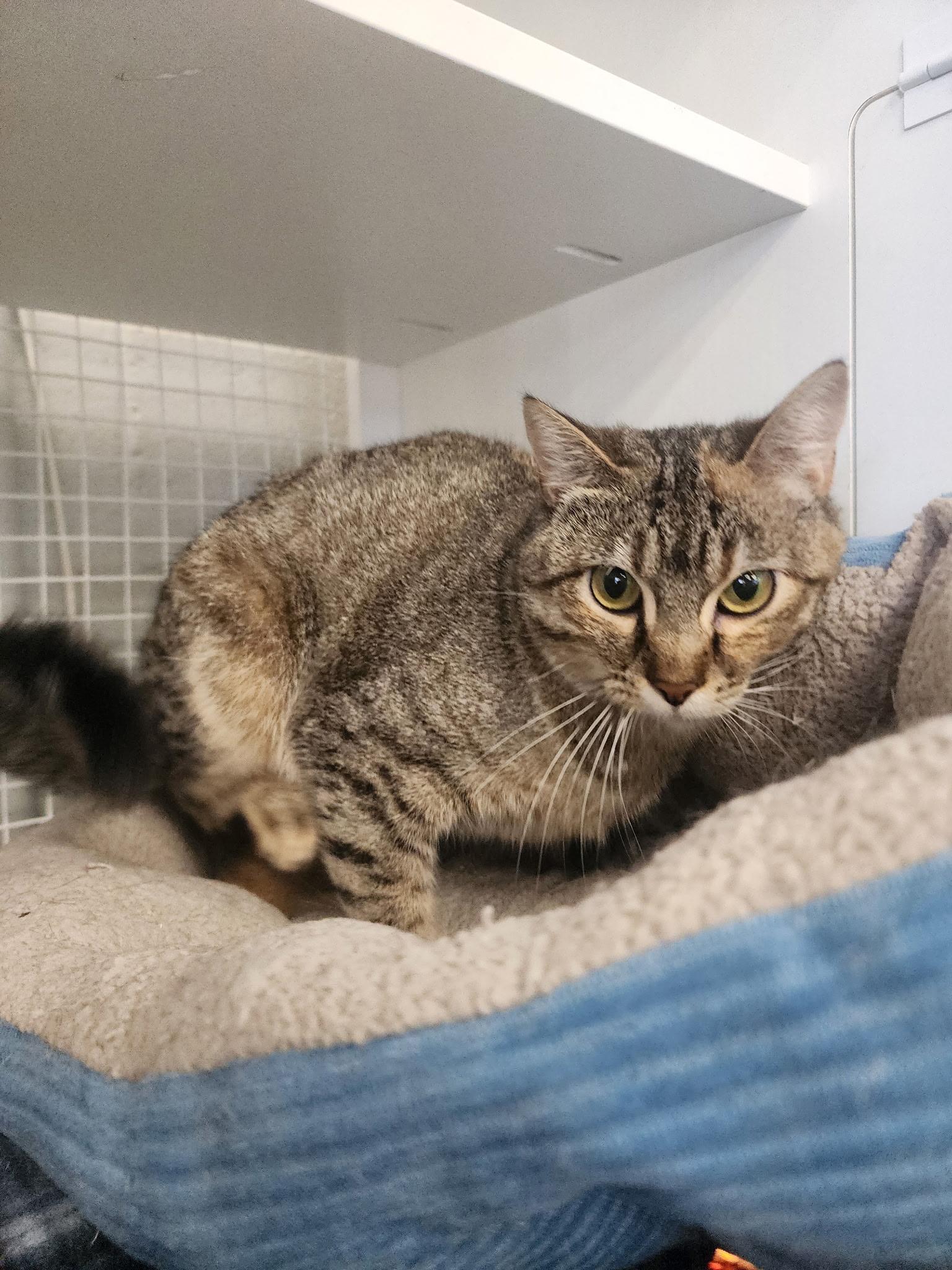 Mauve, a ADOPTABLE American Shorthair in Springdale, AR image 2/2