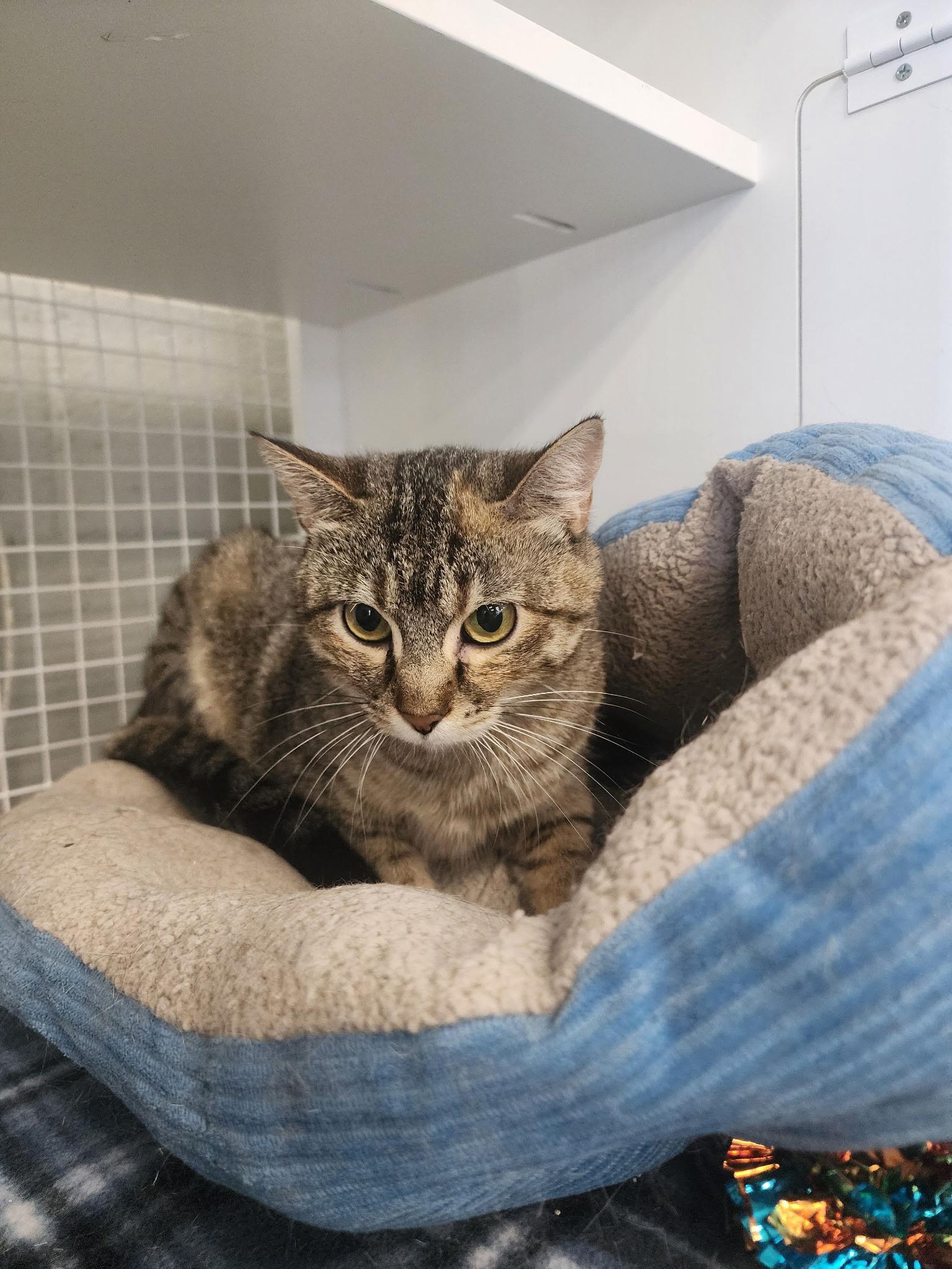 Mauve, ADOPTABLE, Adult Female American Shorthair.