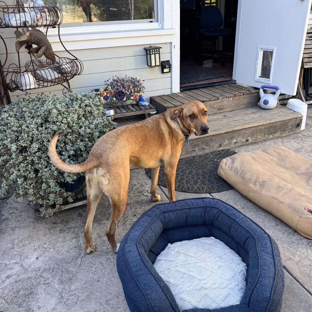 Enlarge Leo, a Adoptable mixed breed in Pacific Grove, CA image 2/6