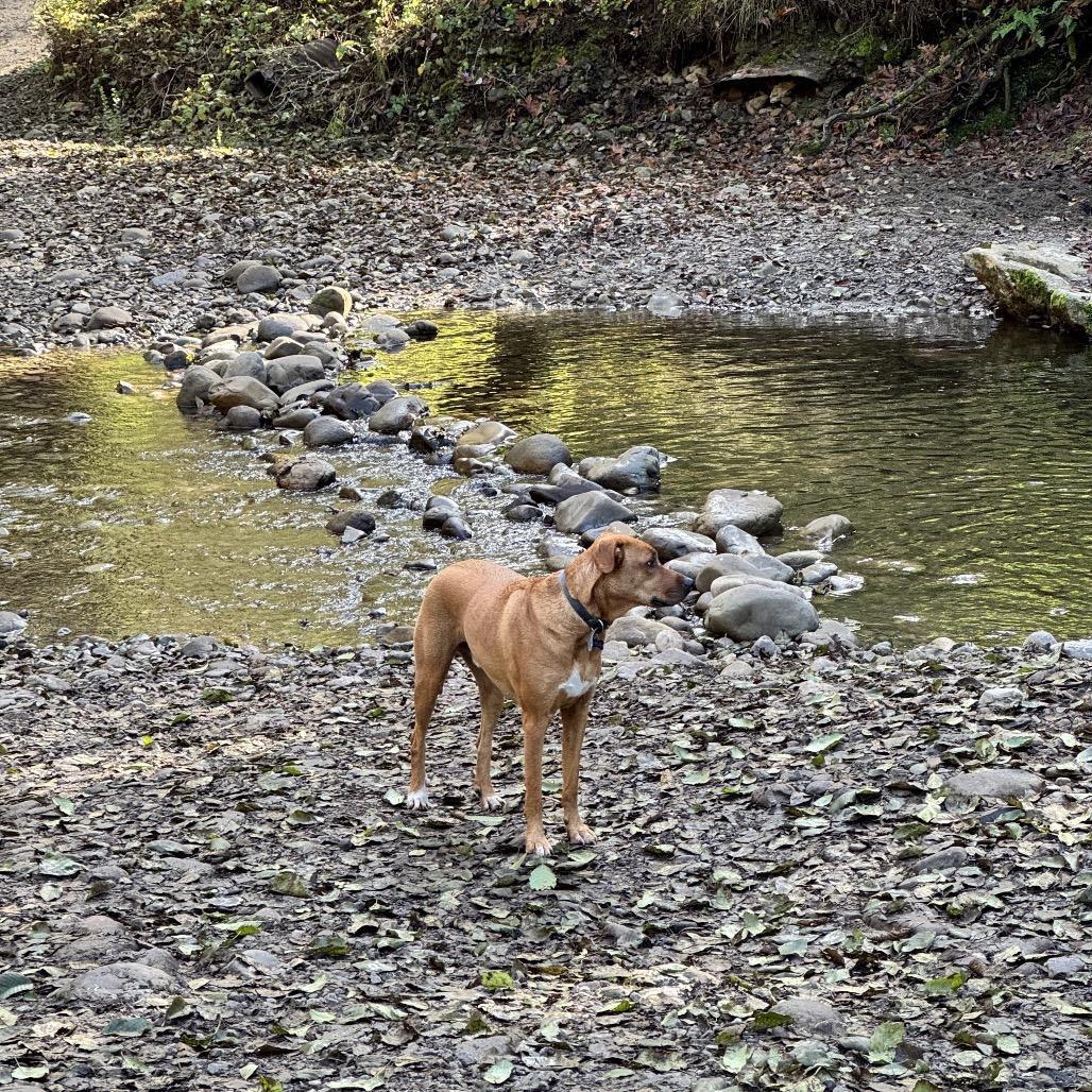 Enlarge Leo, a Adoptable mixed breed in Pacific Grove, CA image 3/6