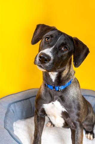 Enlarge MILKY WAY, a Adoptable mixed breed in Houston, TX image 1/1