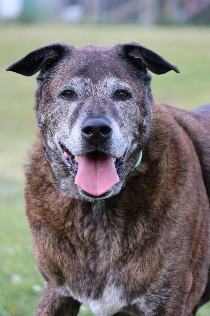 Rusty, a Adoptable mixed breed in Columbia, TN image 1/4
