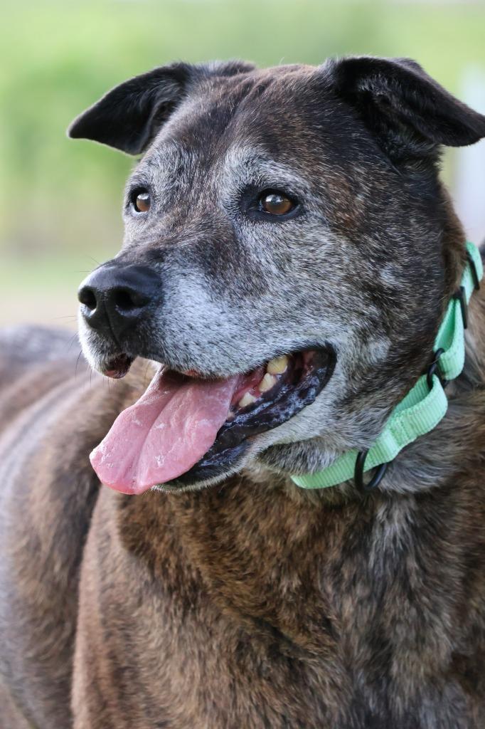 Rusty, a Adoptable mixed breed in Columbia, TN image 2/4