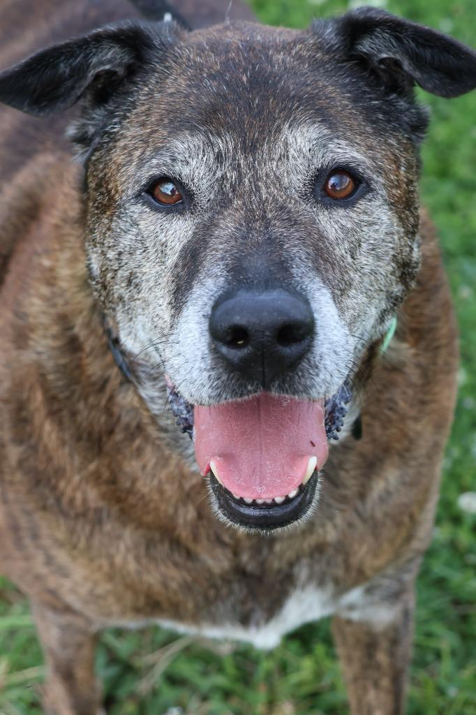 Rusty, a Adoptable mixed breed in Columbia, TN image 3/4