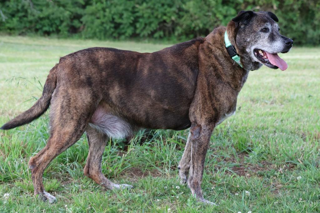 Rusty, a Adoptable mixed breed in Columbia, TN image 4/4