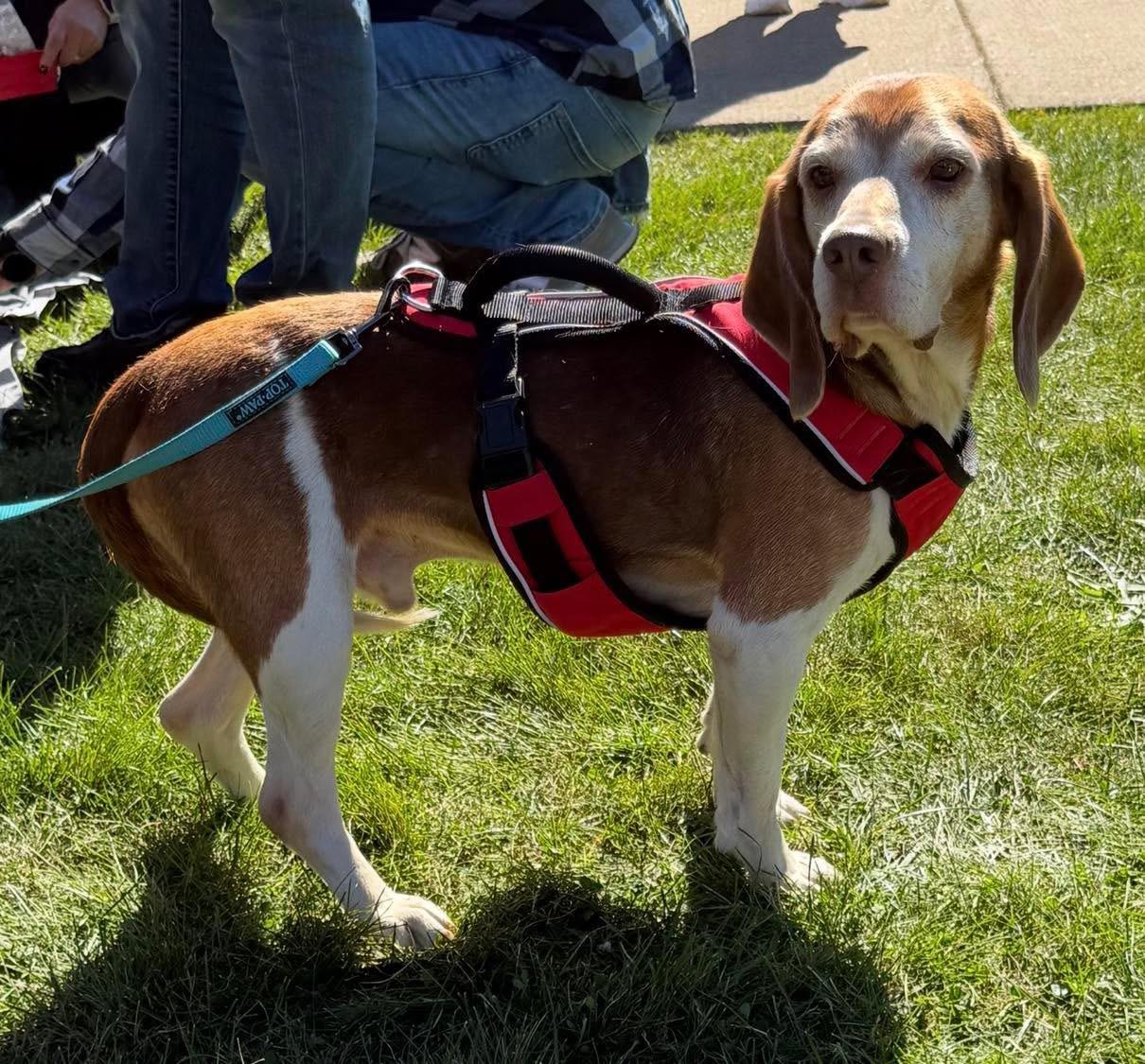 Enlarge Lloyd, a Adoptable Beagle in Cowlesville, NY image 2/2
