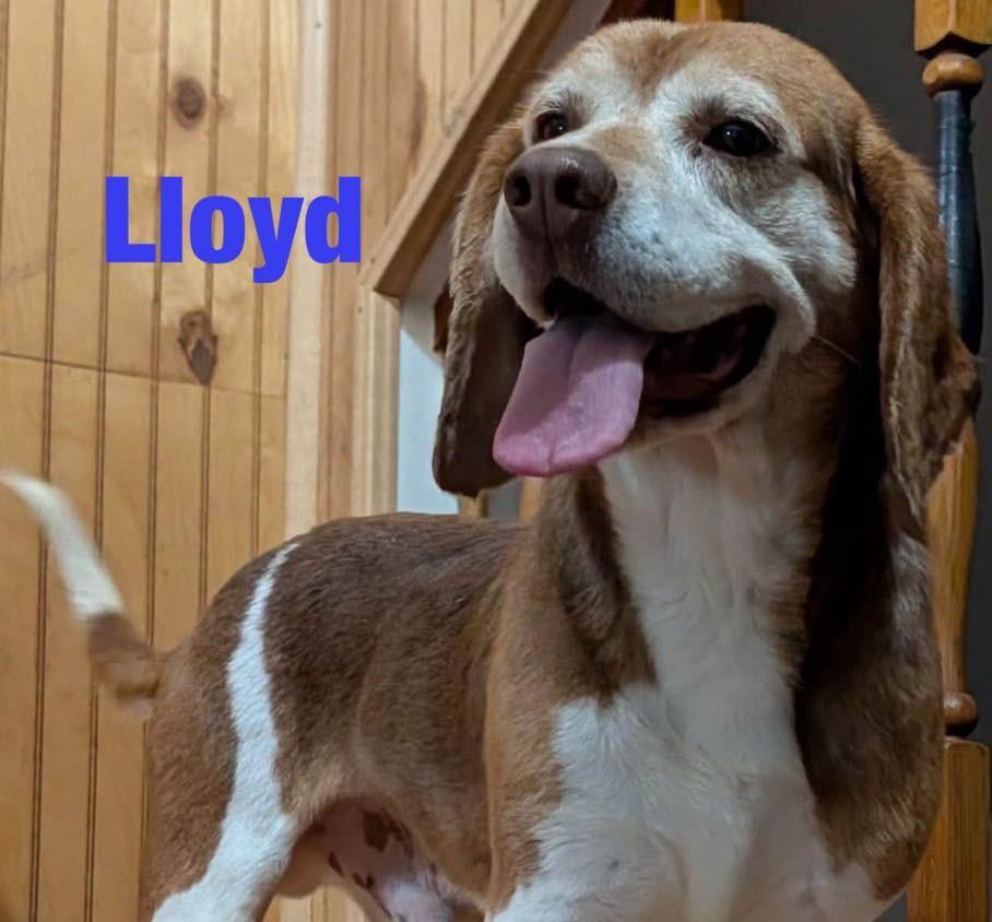 Lloyd, Adoptable, Adult Male Beagle.