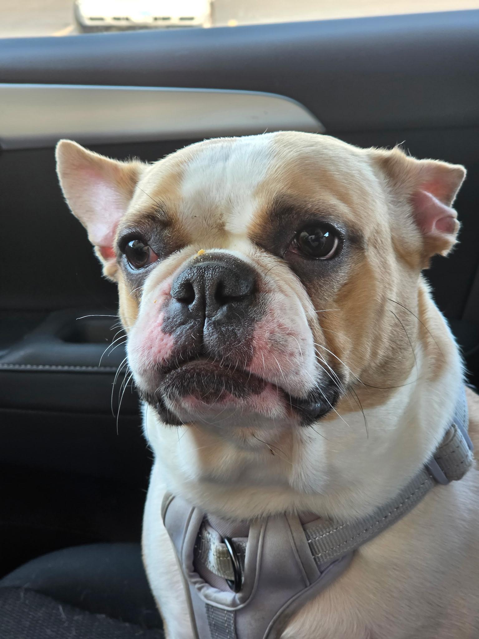 Vera, adopted, Adult Female French Bulldog & Boston Terrier.