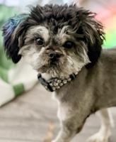 Asha, an adoptable Affenpinscher in Toledo, OH, 43615 | Photo Image 1