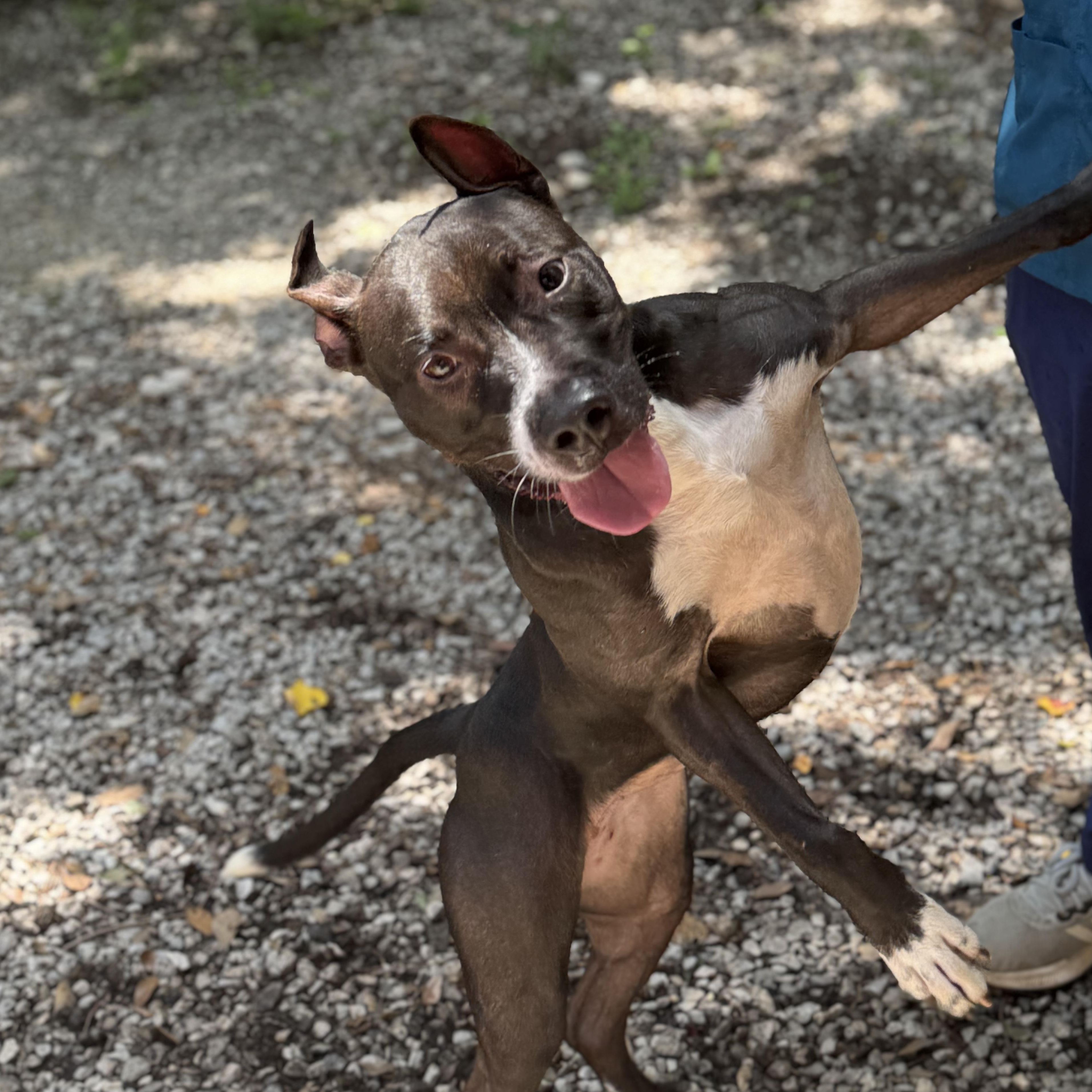 Enlarge Tipper, a Adoptable American Bulldog in Mobile, AL image 2/5