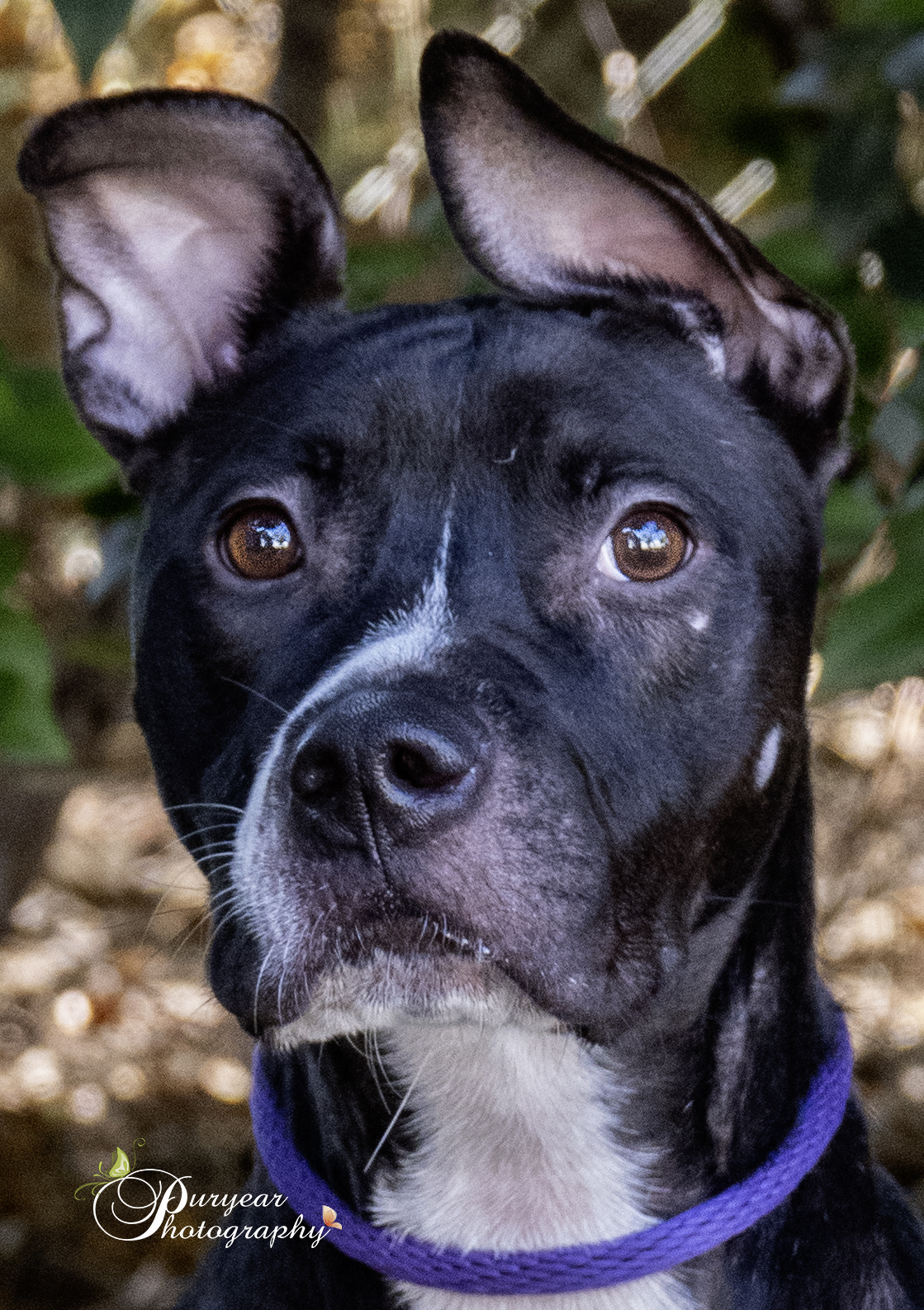 Tipper, Adoptable, Adult Female American Bulldog.