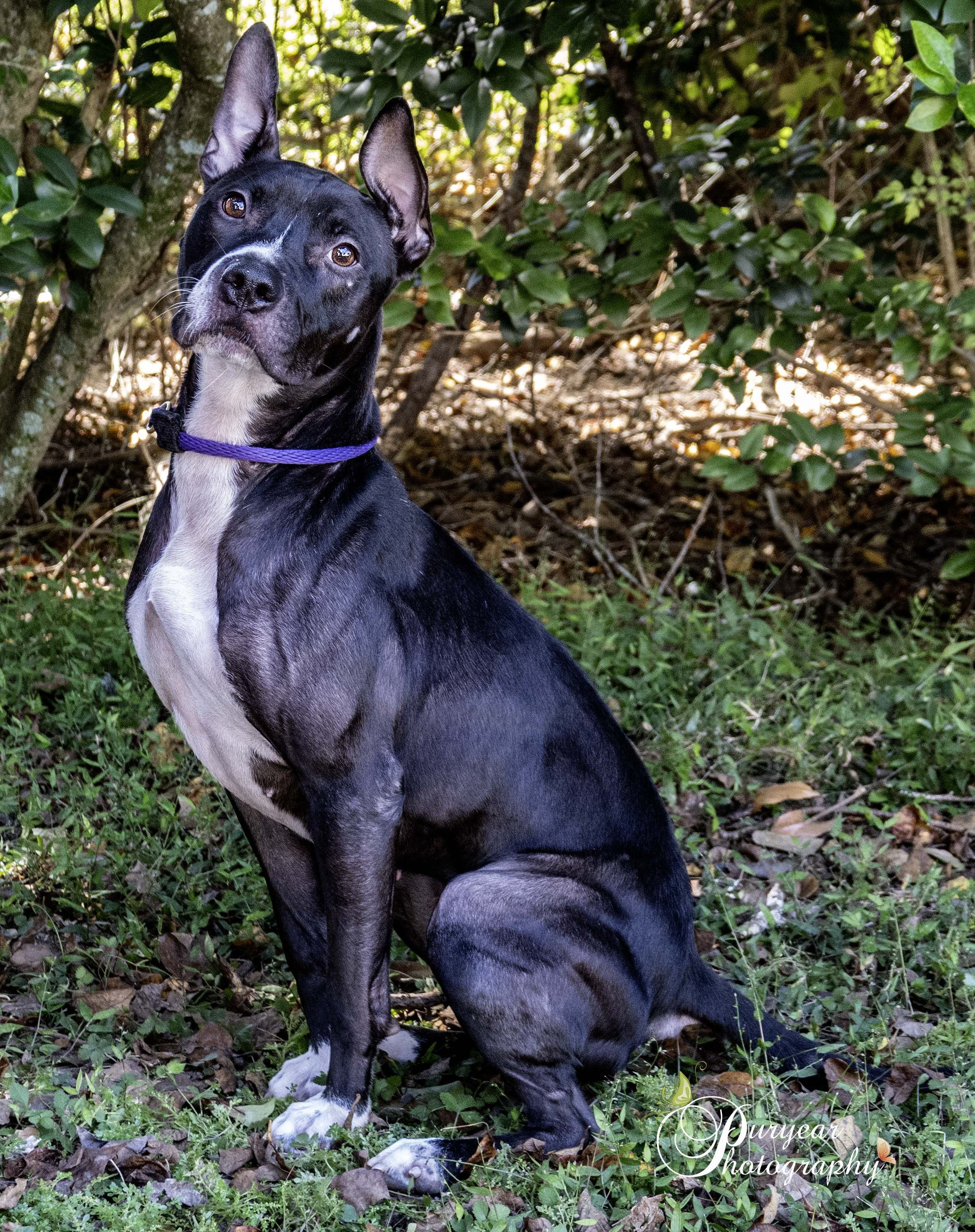 Enlarge Tipper, a Adoptable American Bulldog in Mobile, AL image 5/5