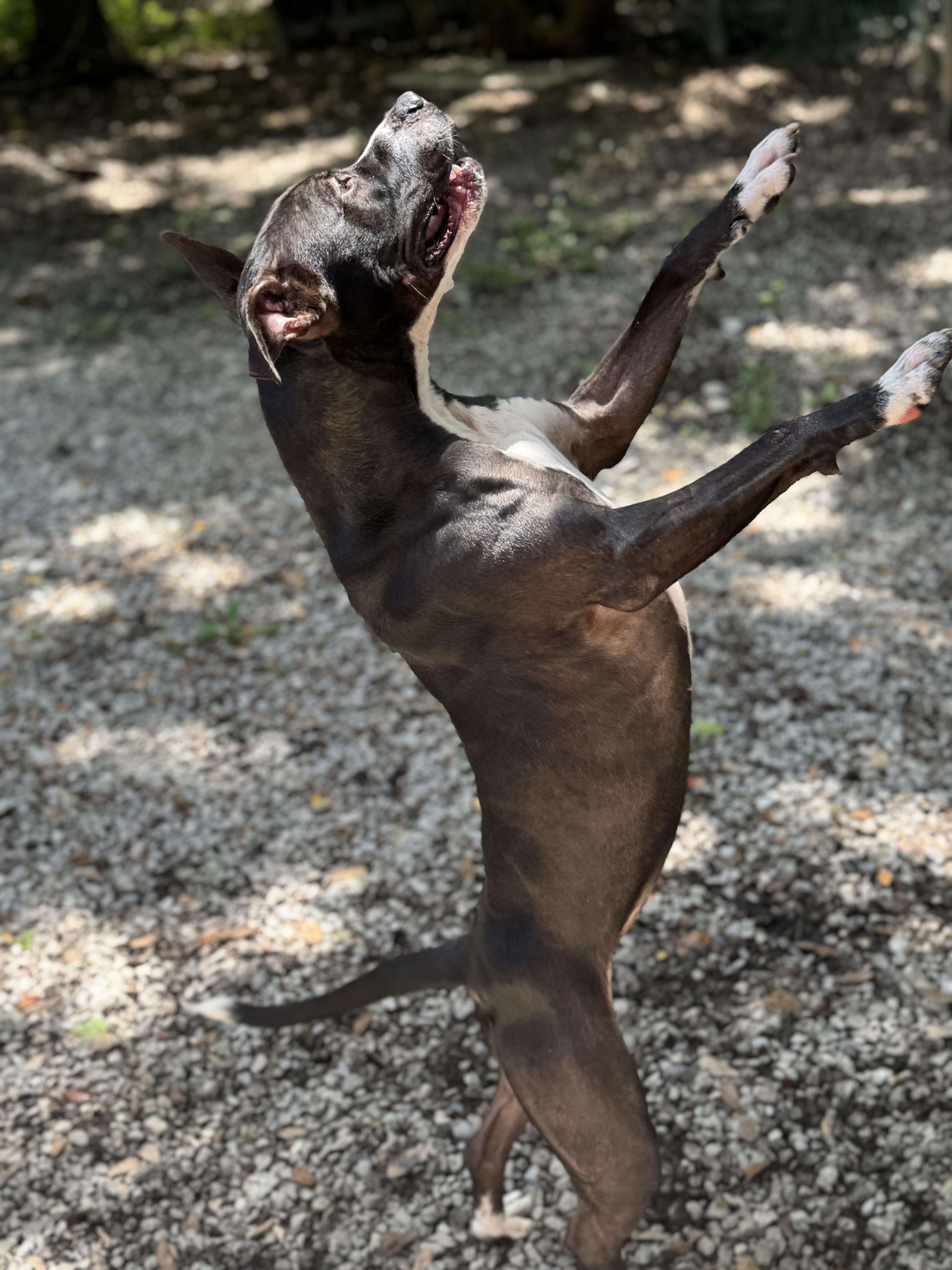 Enlarge Tipper, a Adoptable American Bulldog in Mobile, AL image 3/5