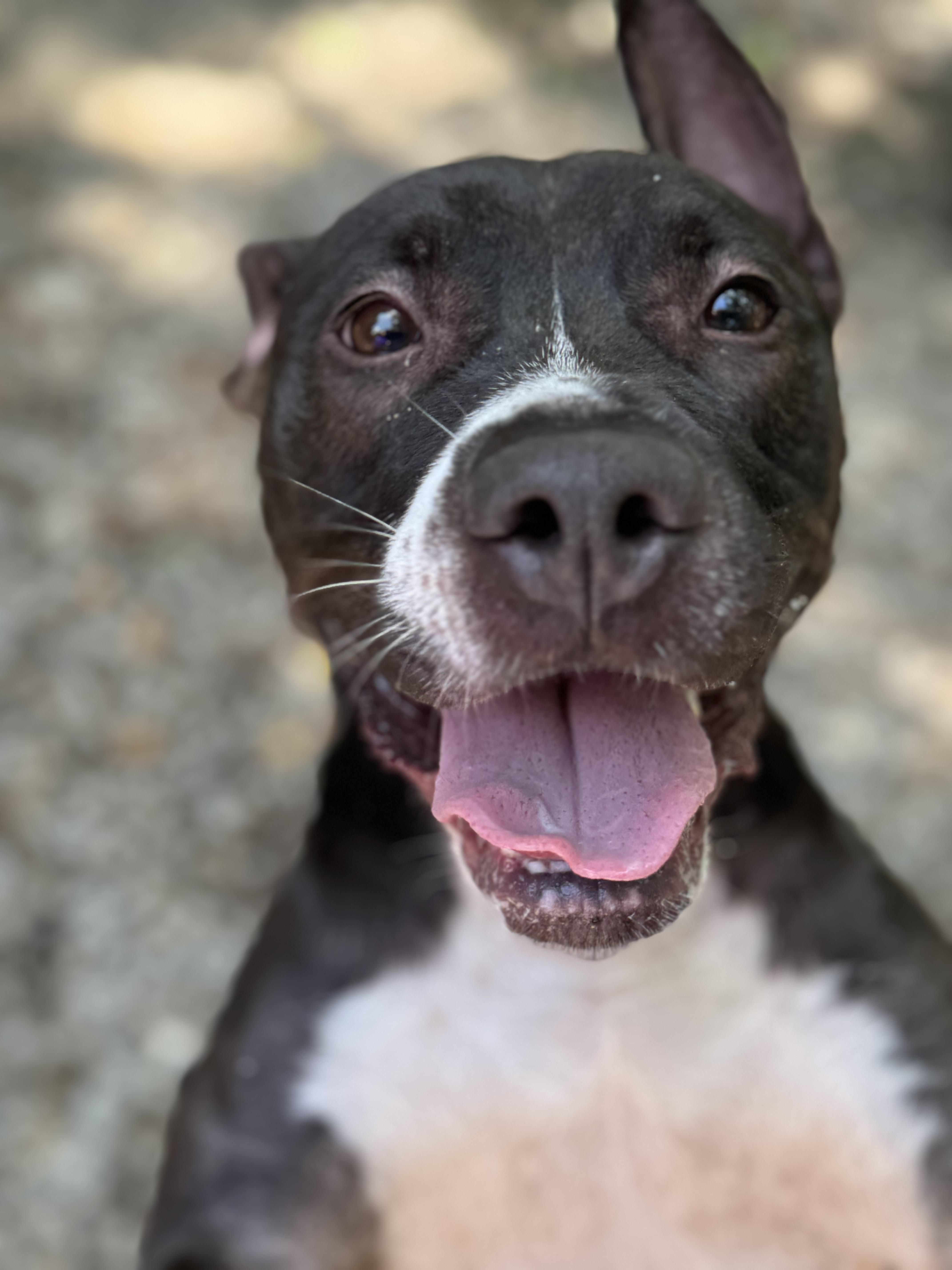 Enlarge Tipper, a Adoptable American Bulldog in Mobile, AL image 4/5