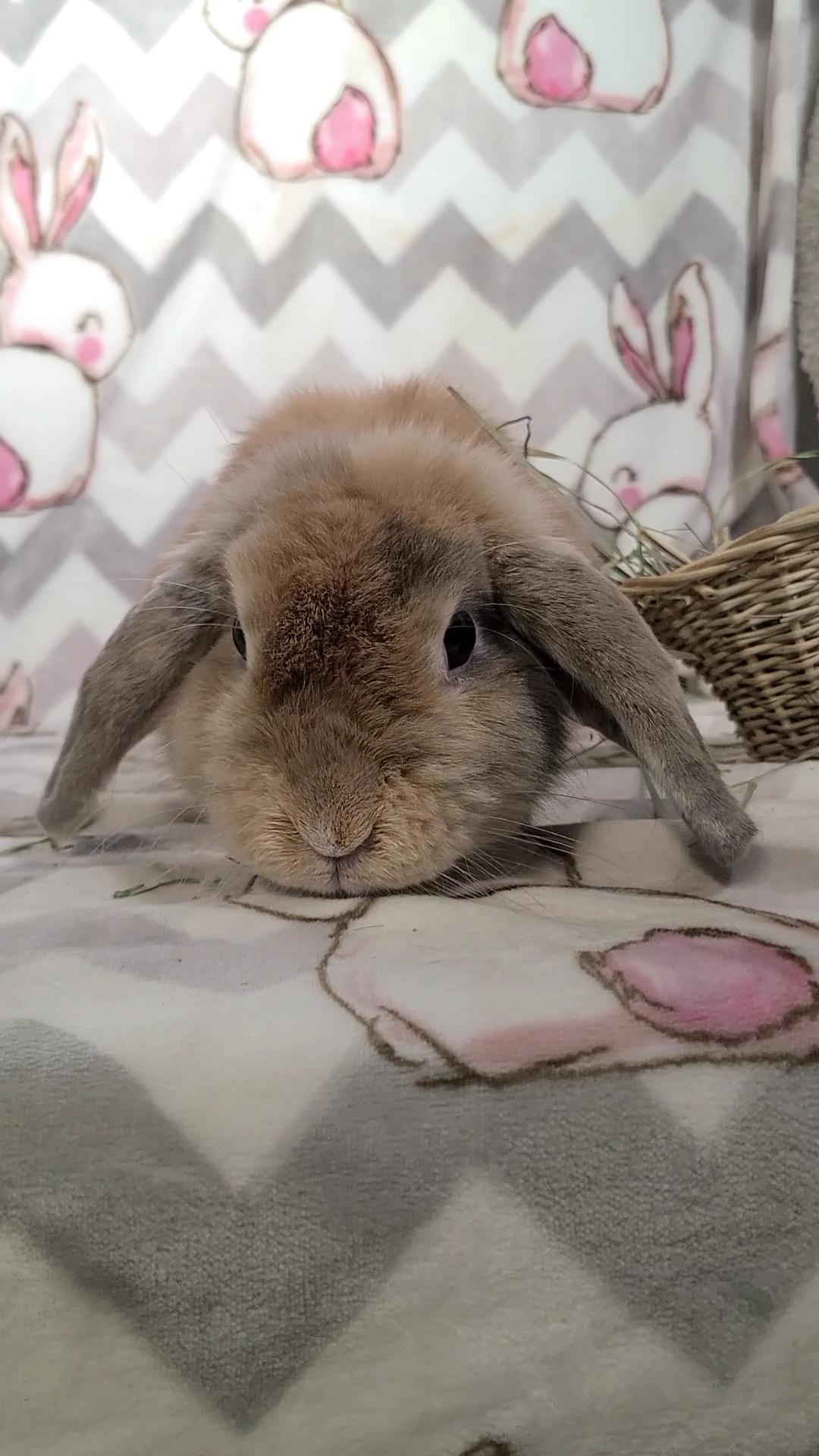 Enlarge Polly, a Adopted Holland Lop in Waynesboro, VA image 1/4