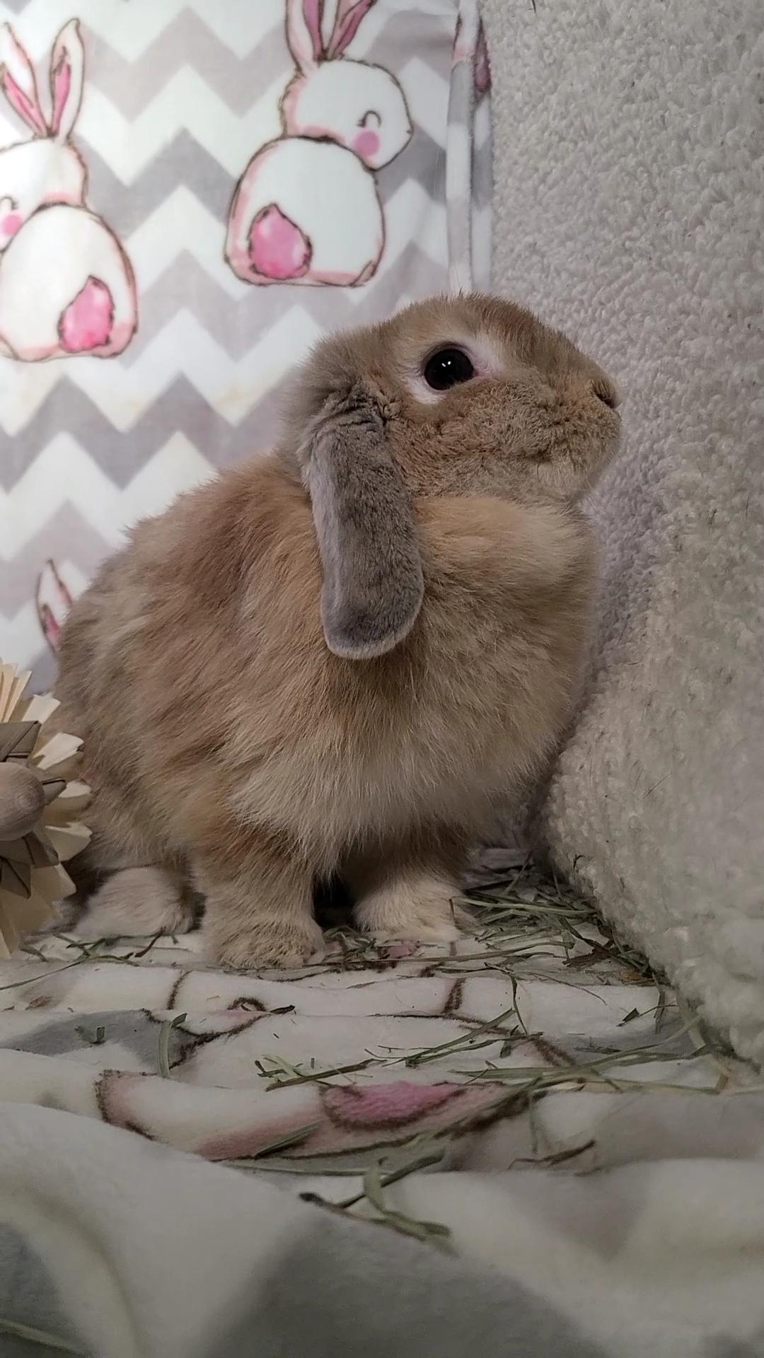 Enlarge Polly, a Adopted Holland Lop in Waynesboro, VA image 3/4