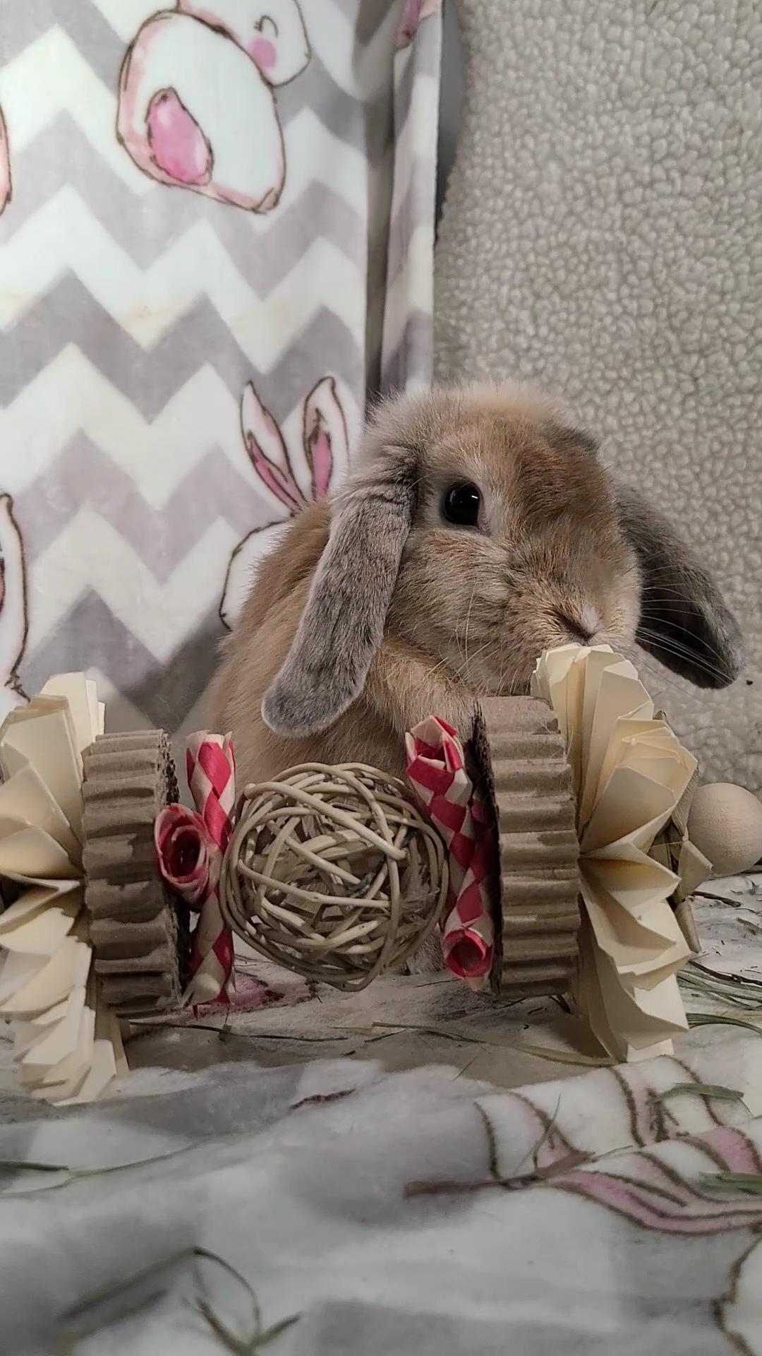 Enlarge Polly, a Adopted Holland Lop in Waynesboro, VA image 4/4