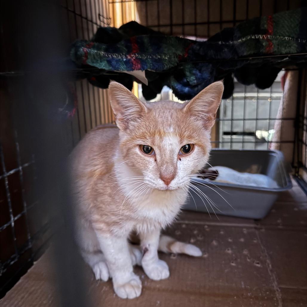 Valor, Adoptable, Adult Male American Shorthair.