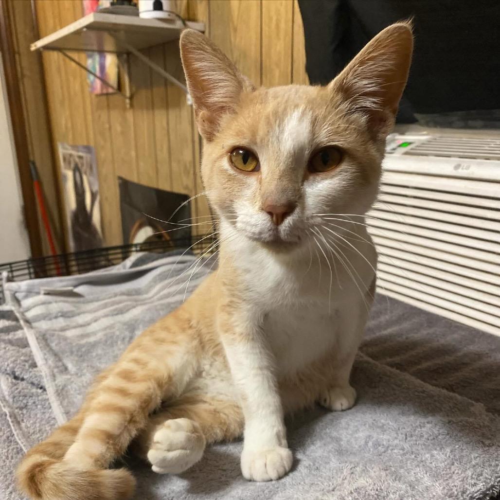 Enlarge Valor, a Adoptable American Shorthair in SAN ANTONIO, TX image 2/2