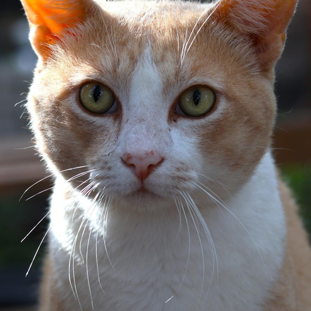 Enlarge Valor (cattery), a Adoptable American Shorthair in SAN ANTONIO, TX image 3/3