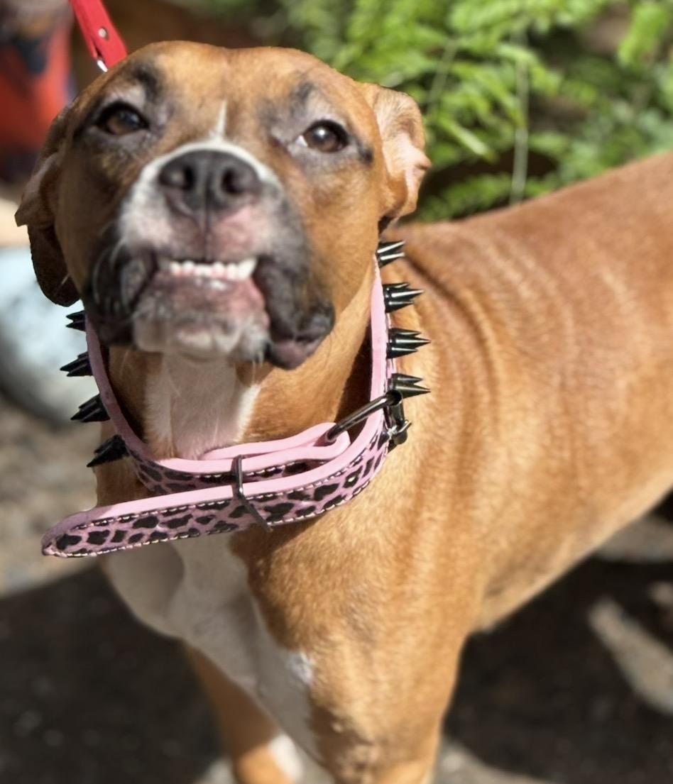 Daphne, a ADOPTABLE mixed breed in Brooklyn, NY image 2/4