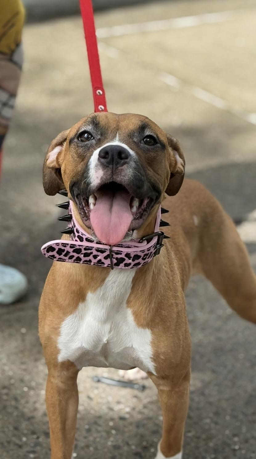 Daphne, ADOPTABLE, Young Female Boxer & American Staffordshire Terrier.