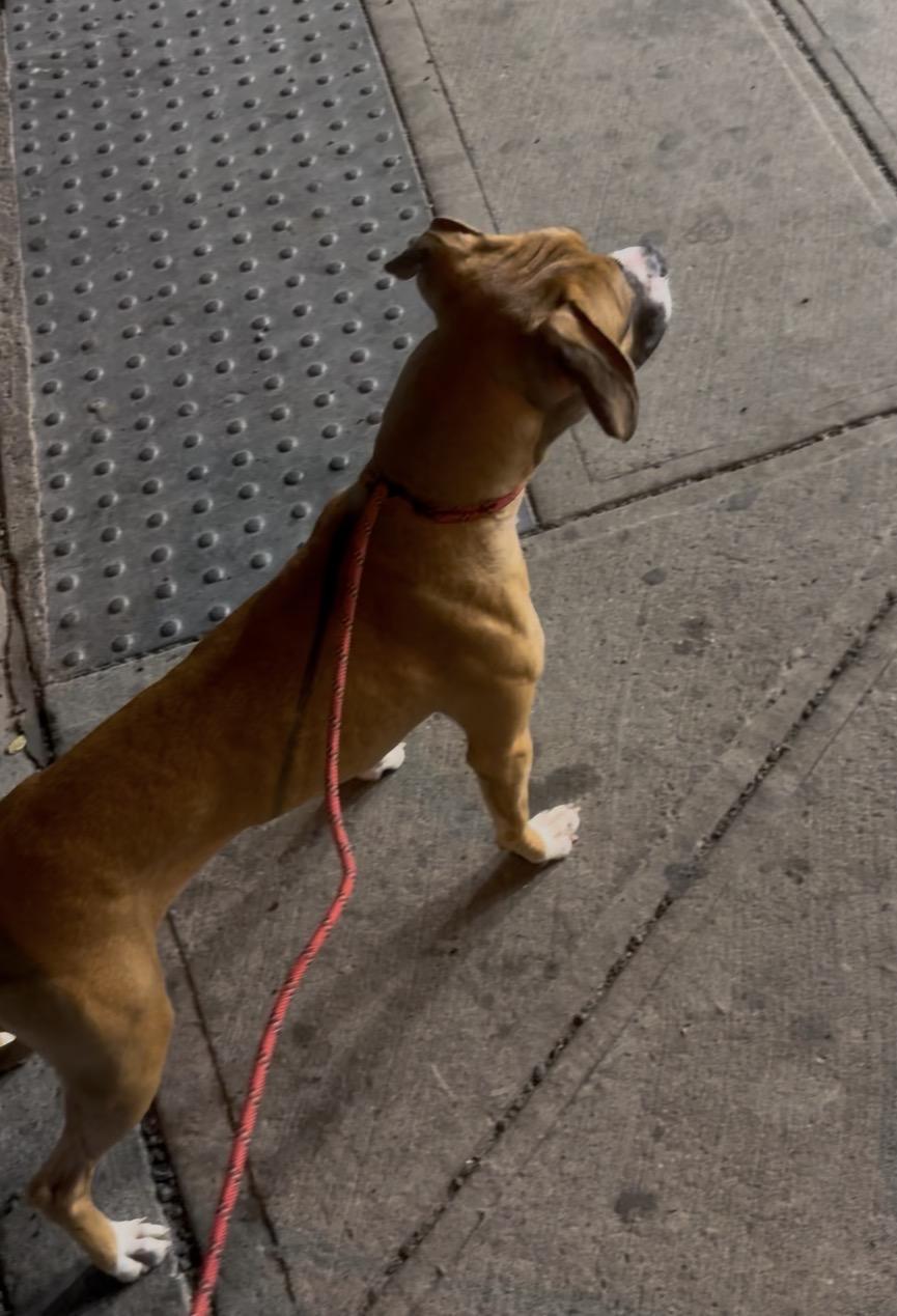 Daphne, a ADOPTABLE mixed breed in Brooklyn, NY image 4/4