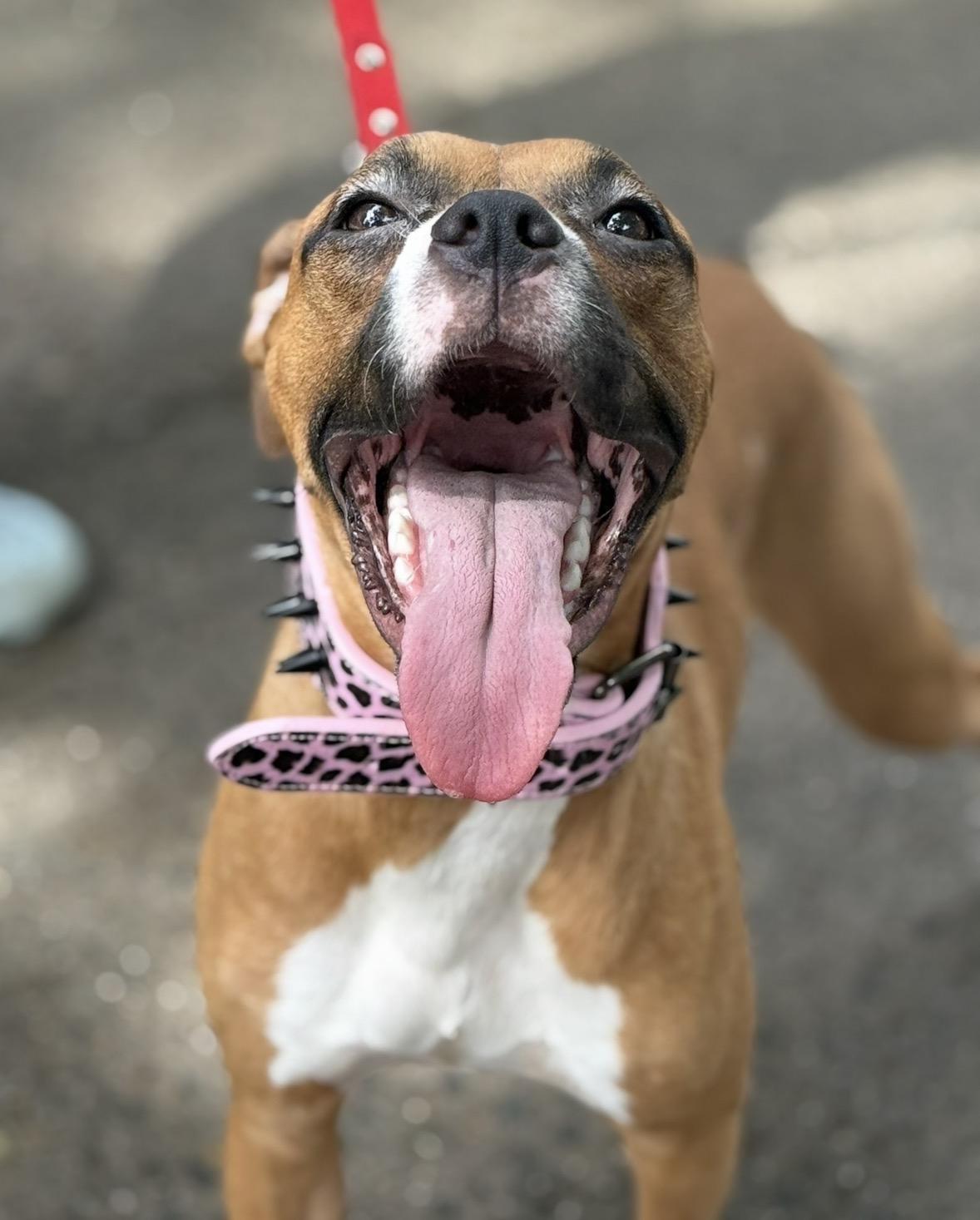 Daphne, a ADOPTABLE mixed breed in Brooklyn, NY image 3/4