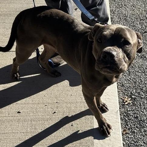 Stormy, a Adoptable Pit Bull Terrier in Trenton, MO image 4/6