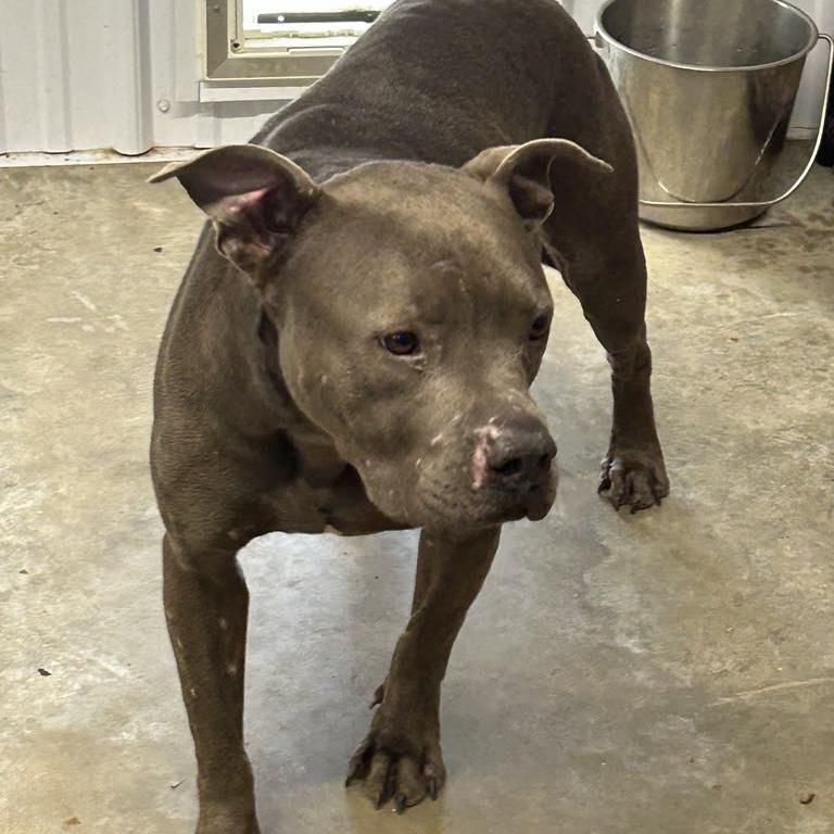 Stormy, a Adoptable Pit Bull Terrier in Trenton, MO image 3/6